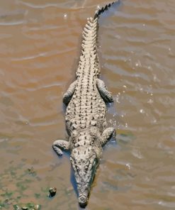 American Crocodile Diamond Painting