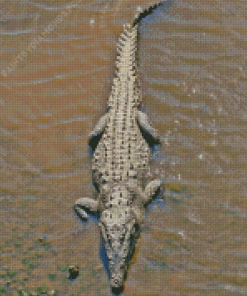 American Crocodile Diamond Painting