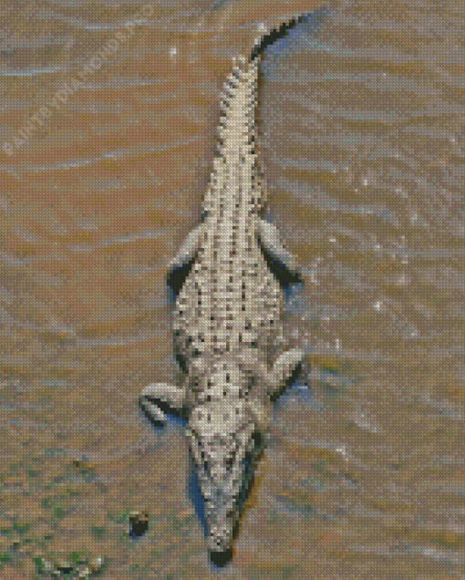 American Crocodile Diamond Painting