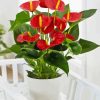 Anthurium Flower In Pot Diamond Painting