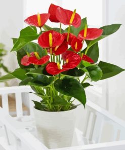 Anthurium Flower In Pot Diamond Painting