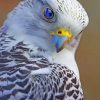 Beautiful Falcon Bird Diamond Painting