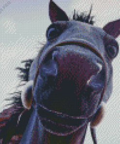 Black Horse Selfie Diamond Painting