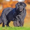 Black Newfoundland Dog Diamond Painting