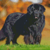 Black Newfoundland Dog Diamond Painting