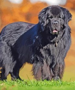 Black Newfoundland Dog Diamond Painting