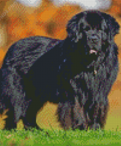 Black Newfoundland Dog Diamond Painting