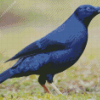 Blue Bowerbird Diamond Painting