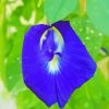 Blue Pea Flower Diamond Painting