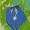 Blue Pea Flower Diamond Painting