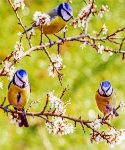 Blue Tit Birds Diamond Painting