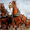 Budweiser Clydesdales Horses Diamond Painting