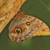 Caligo Butterfly Diamond Painting