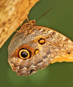 Caligo Butterfly Diamond Painting