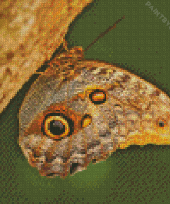 Caligo Butterfly Diamond Painting