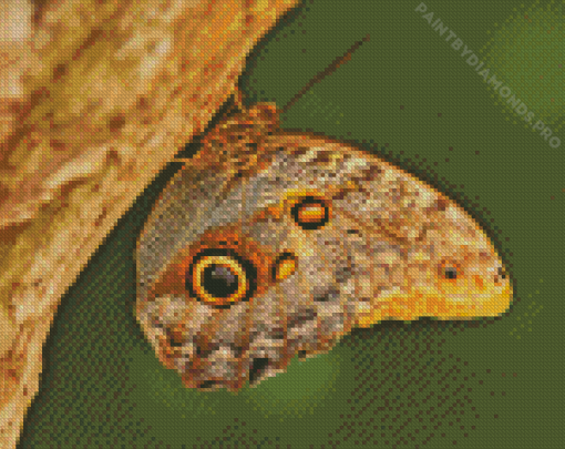 Caligo Butterfly Diamond Painting