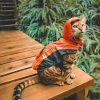 Cat Wearing Clothes Diamond Painting