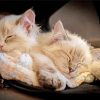 Cute Kittens Sleeping Diamond Painting