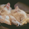 Cute Kittens Sleeping Diamond Painting