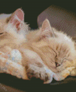 Cute Kittens Sleeping Diamond Painting