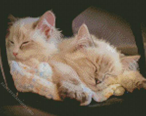 Cute Kittens Sleeping Diamond Painting