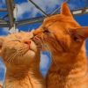 Cute Cats Kissing Diamond Painting