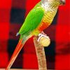 Green Cheek Conure Diamond Painting