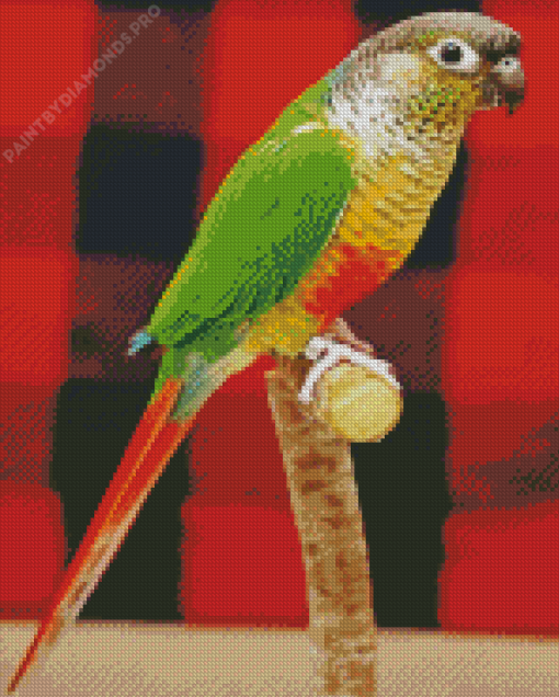 Green Cheek Conure Diamond Painting