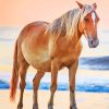 Horse At Beach Diamond Painting