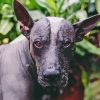 Mexican Hairless Dog Diamond Painting