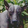 Mexican Hairless Dog Diamond Painting