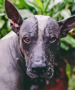 Mexican Hairless Dog Diamond Painting