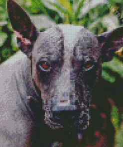 Mexican Hairless Dog Diamond Painting