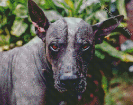 Mexican Hairless Dog Diamond Painting