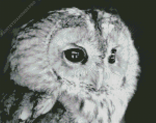 Owl Face Diamond Painting