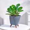 Peperomia Hope Plant Diamond Painting