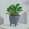 Peperomia Hope Plant Diamond Painting