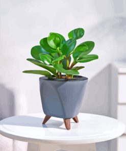 Peperomia Hope Plant Diamond Painting