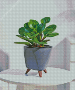 Peperomia Hope Plant Diamond Painting