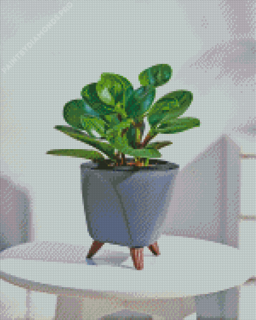 Peperomia Hope Plant Diamond Painting