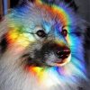 Rainbow Dog Diamond Painting