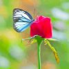 Red Rose And Butterfly Diamond Painting