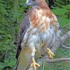 Red Tailed Hawk Diamond Painting