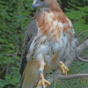 Red Tailed Hawk Diamond Painting