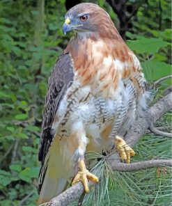 Red Tailed Hawk Diamond Painting