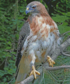 Red Tailed Hawk Diamond Painting