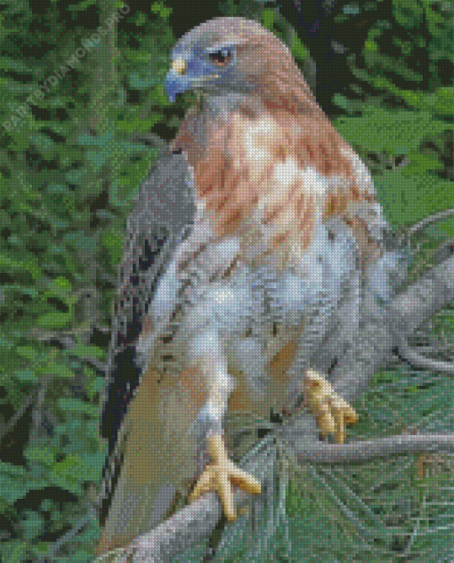 Red Tailed Hawk Diamond Painting