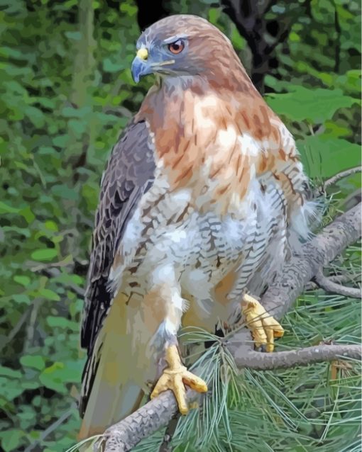 Red Tailed Hawk Diamond Painting