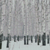 Snowy Aspen Trees Diamond Painting