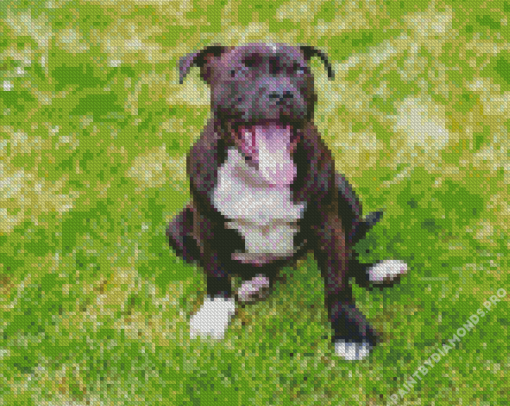 Staffy Dog Diamond Painting